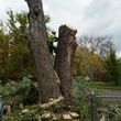 Photo #5: FREDY'S TREE SERVICES. FULLY INSURED! TREE TRIMMING AND REMOVAL