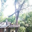 Photo #2: FREDY'S TREE SERVICES. FULLY INSURED! TREE TRIMMING AND REMOVAL
