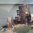 Photo #1: FREDY'S TREE SERVICES. FULLY INSURED! TREE TRIMMING AND REMOVAL