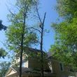 Photo #2: Elite Tree & Outdoor Services, LLC (tree service)