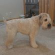 Photo #5: Dapper Dog Grooming. ALL BREED DOG GROOMING In-home and cage-free!