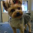 Photo #3: Dapper Dog Grooming. ALL BREED DOG GROOMING In-home and cage-free!