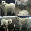 Photo #1: Dapper Dog Grooming. ALL BREED DOG GROOMING In-home and cage-free!