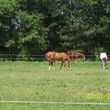 Photo #3: Horse Boarding in Beautiful Annandale Minnesota