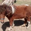 Photo #1: HEAVEN PONIES FOR PARTIES. PONY RIDES AND PETTING ZOO