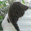 Photo #1: Honey Bee / Swarm Removal FREE