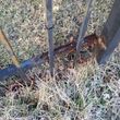 Photo #6: Gary Walker LLC. Wrought iron fence restoration