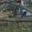 Photo #4: LOW COST JAMES LAWN & PROPERTY CARE / TREE SERVICE. $20 - $30 PER VISIT