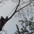 Photo #2: DALE'S REAL TREE SERVICE. Same Day Service!
