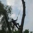 Photo #3: CASE TREE SERVICES - REMOVAL, TRIMMING, STUMP REMOVAL