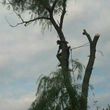 Photo #4: CASE TREE SERVICES - REMOVAL, TRIMMING, STUMP REMOVAL