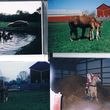 Photo #1: Crystal Springs Stables. Horse Boarding/ Large indoor Arena - $250.00/month