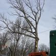 Photo #1: NASHLA TREE SERVICE + Snow removal
