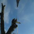 Photo #3: BEST AFFORDABLE TREE SERVICE by DAVE!