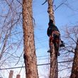 Photo #2: BEST AFFORDABLE TREE SERVICE by DAVE!