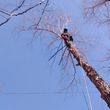 Photo #1: BEST AFFORDABLE TREE SERVICE by DAVE!