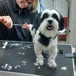 Photo #3: Certified Animal Groomer Jaime