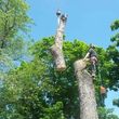 Photo #8: Thompson Tree Service