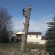 Photo #4: Thompson Tree Service