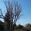 Photo #4: A.T.S - all trees service - Pruning, Topping, Pruning, Thinning...