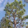 Photo #1: A.T.S - all trees service - Pruning, Topping, Pruning, Thinning...