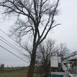 Photo #6: Madison County Absolute Tree Services
