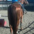 Photo #6: Animal Rescue of Lathrop Inc. Atranch Horse Boarding