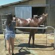 Photo #4: Animal Rescue of Lathrop Inc. Atranch Horse Boarding