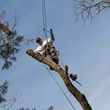 Photo #18: CHEAP!!! TREE REMOVAL SERVICE by certified arborist!