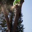 Photo #16: CHEAP!!! TREE REMOVAL SERVICE by certified arborist!