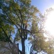 Photo #15: CHEAP!!! TREE REMOVAL SERVICE by certified arborist!