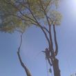 Photo #13: CHEAP!!! TREE REMOVAL SERVICE by certified arborist!