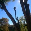 Photo #12: CHEAP!!! TREE REMOVAL SERVICE by certified arborist!
