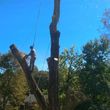 Photo #11: CHEAP!!! TREE REMOVAL SERVICE by certified arborist!