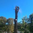 Photo #10: CHEAP!!! TREE REMOVAL SERVICE by certified arborist!