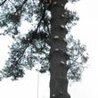 Photo #8: CHEAP!!! TREE REMOVAL SERVICE by certified arborist!