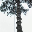Photo #7: CHEAP!!! TREE REMOVAL SERVICE by certified arborist!