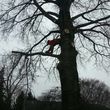 Photo #5: TREE SERVICE - drone rescue 24/7 at an affordable price!