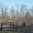Photo #3: Royl Lane Stables. Horse Boarding - $300/month
