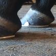 Photo #11: Farrier Service. Savage Shoes & Trims by Joelle Savage, APF