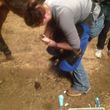 Photo #2: Farrier Service. Savage Shoes & Trims by Joelle Savage, APF
