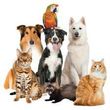 Photo #1: IRWIN PET NANNY - PET SITTER - Affordable-Reliable/Bonded &...