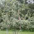 Photo #3: Professional Fruit tree Pruning & Spraying