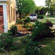 Photo #2: Tree and shrub removal/replacement