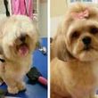 Photo #2: Shear Pawfection Home Grooming - Dog/Cat