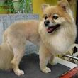 Photo #1: Shear Pawfection Home Grooming - Dog/Cat