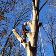 Photo #3: Fallen Timbers Complete Tree Care