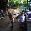 Photo #7: Autumn Sun Stables. Horseback Riding Lessons