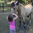 Photo #9: Autumn Sun Stables. Horseback Riding Lessons