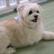 Photo #3: Pet Sitting...Plus! $20 per day